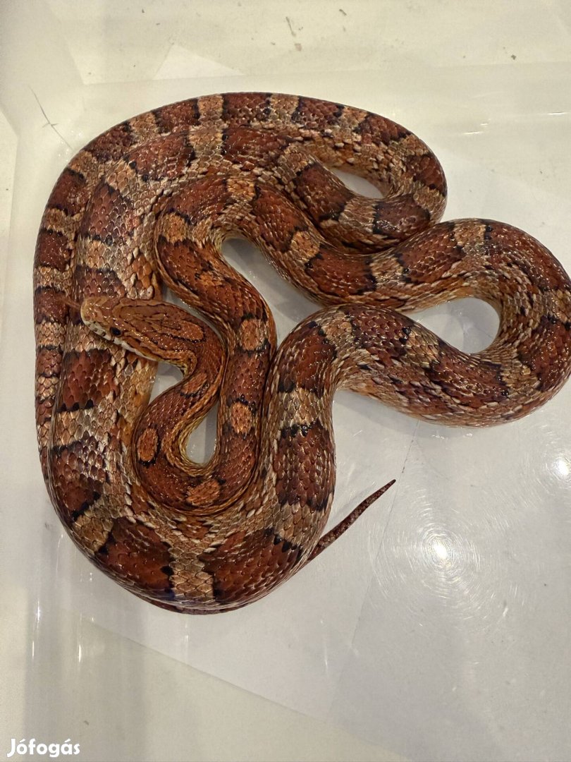 Vörös gabonasikló