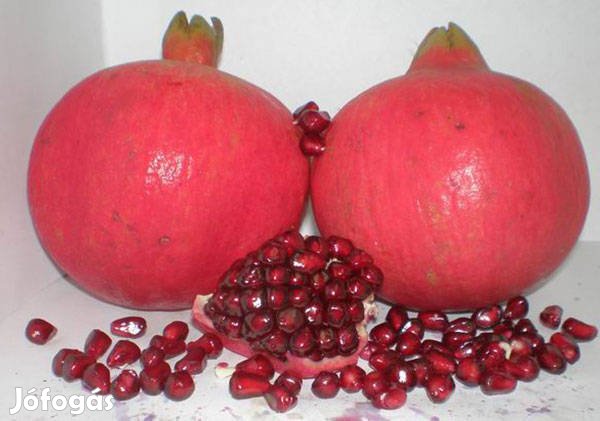 Vörös húsú édes gránátalma növény eladó