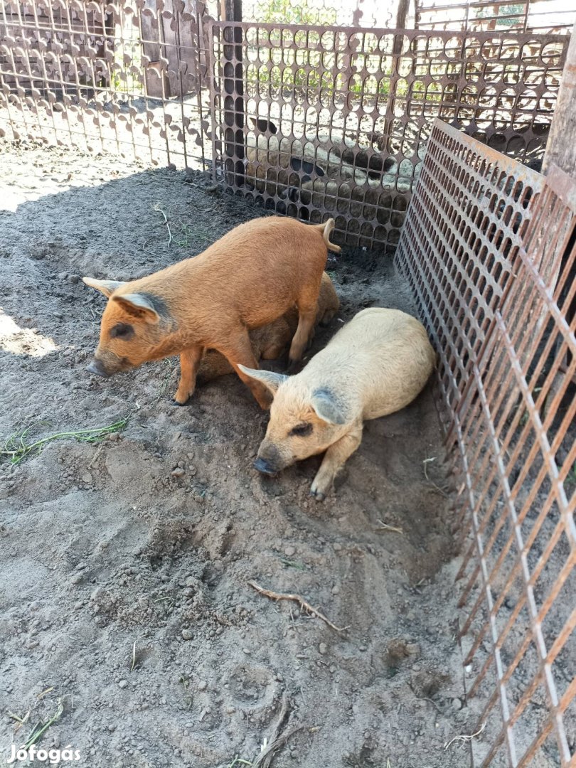 Vörös mangalica  malacok  Kecskeméten ! 