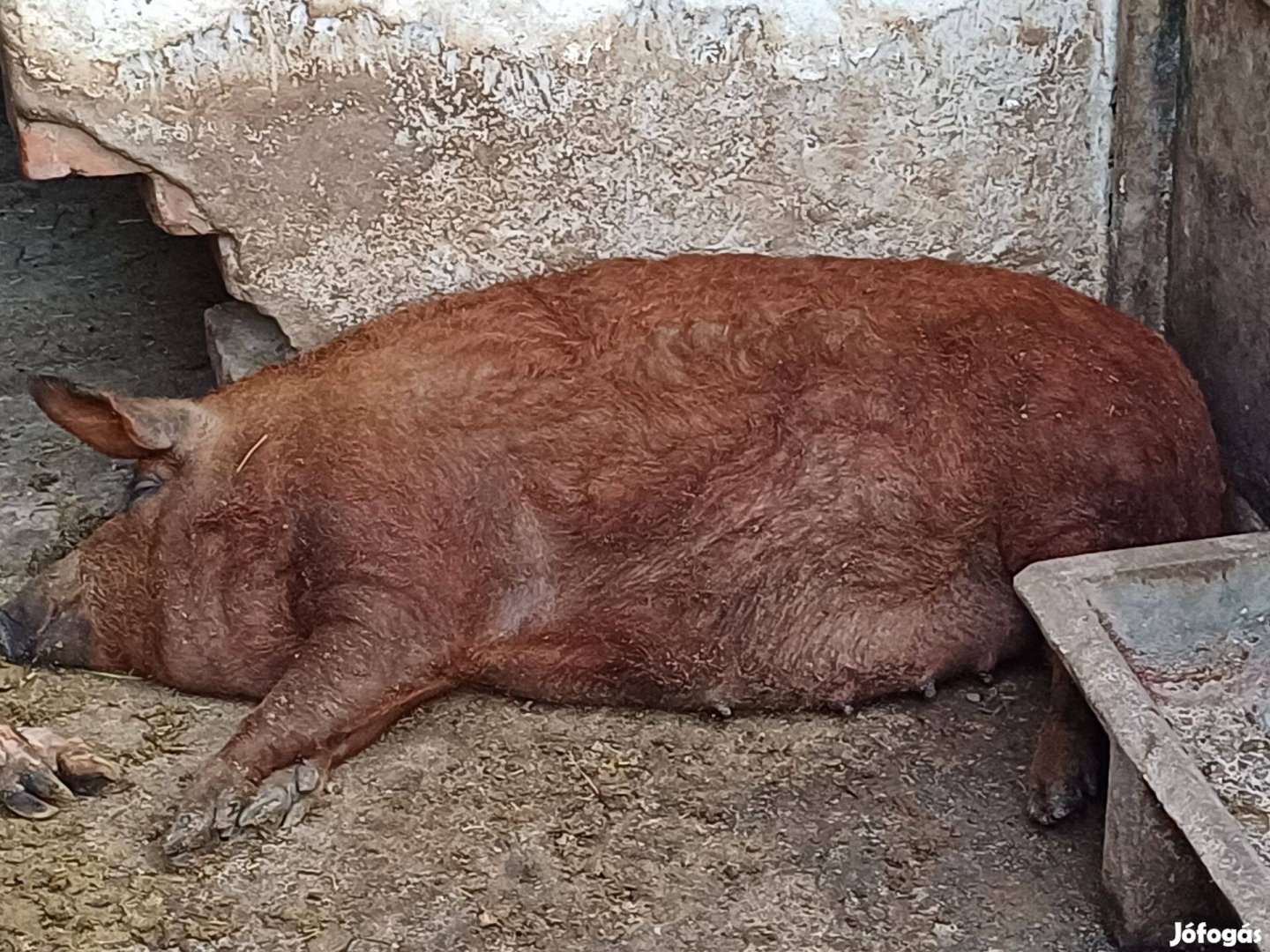 Vörös mangalica előhasú kocasüldő