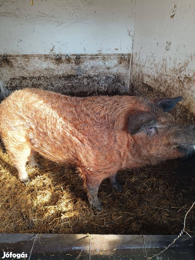 Vörös mangalica kan