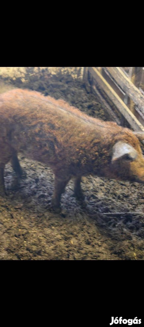 Vörös mangalica kan eladó