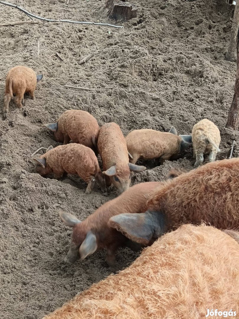 Vörös mangalica malac