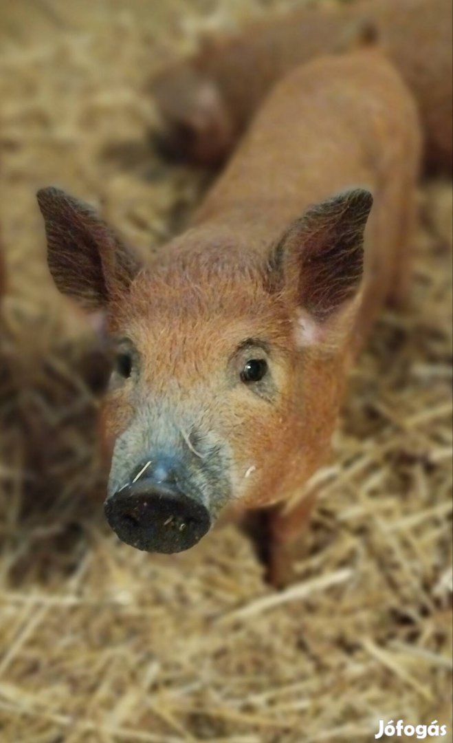 Vörös mangalica malacok