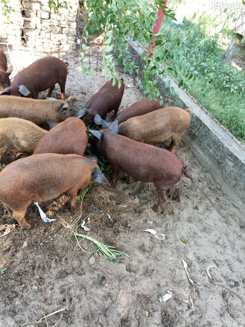 Vörös mangalica malacok ! 