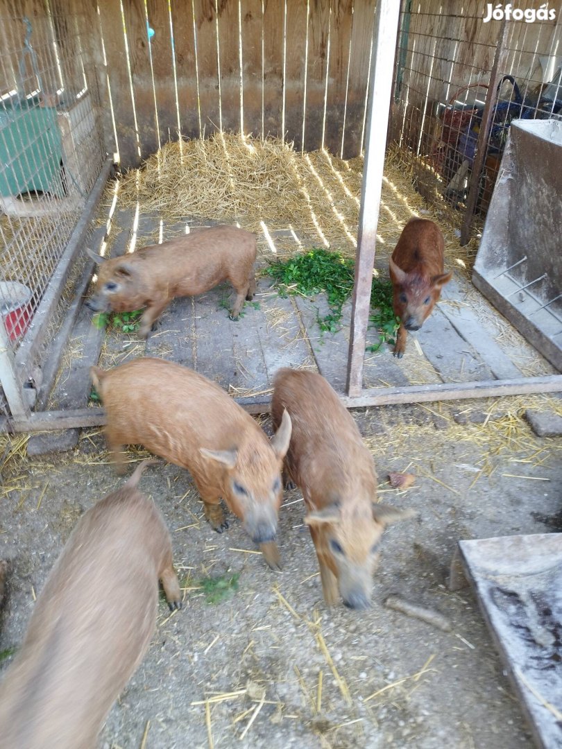 Vörös mangalica malacok eladók.