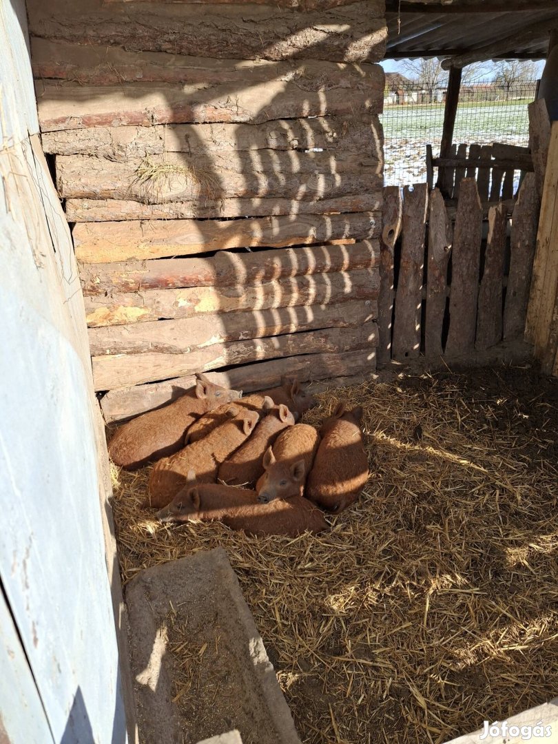 Vörös mangalica malacok eladók!