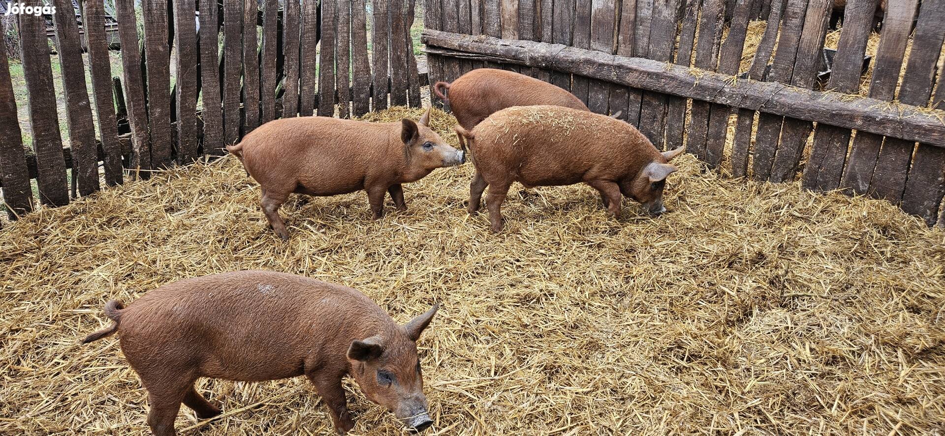 Vörös mangalica süldők eladók 