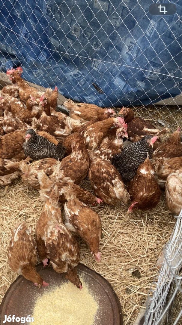 Vörös tojó tyukok