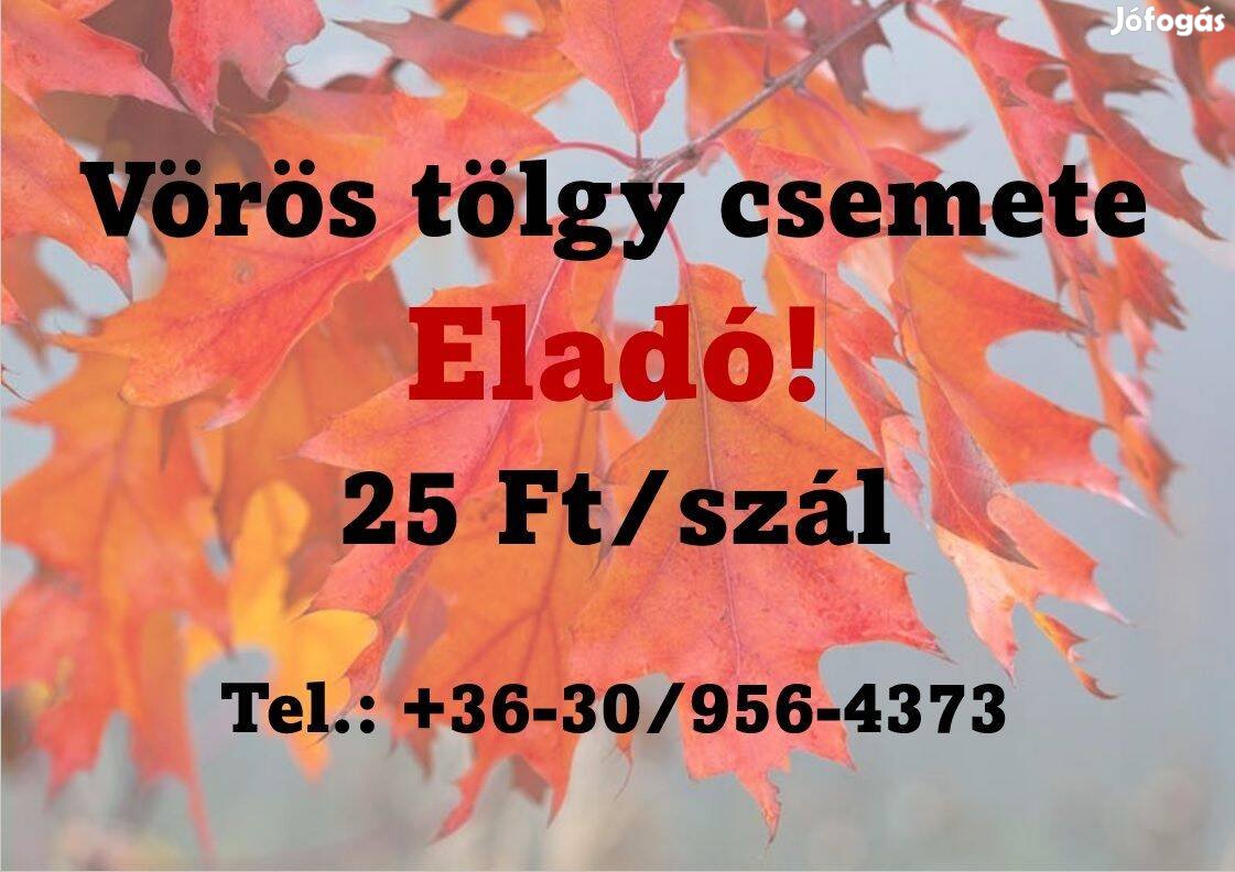 Vörös tölgy csemete Eladó