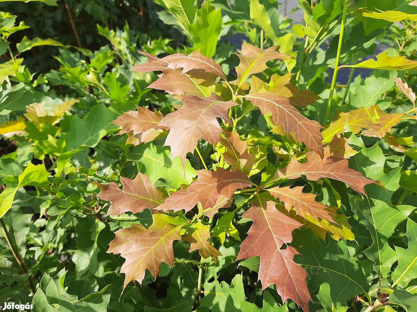 Vörös tölgy csemete Quercus Rubra