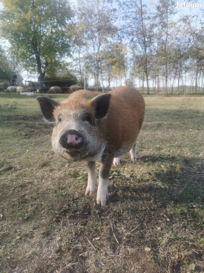 Vörös vietnámi tenyészkocának! 