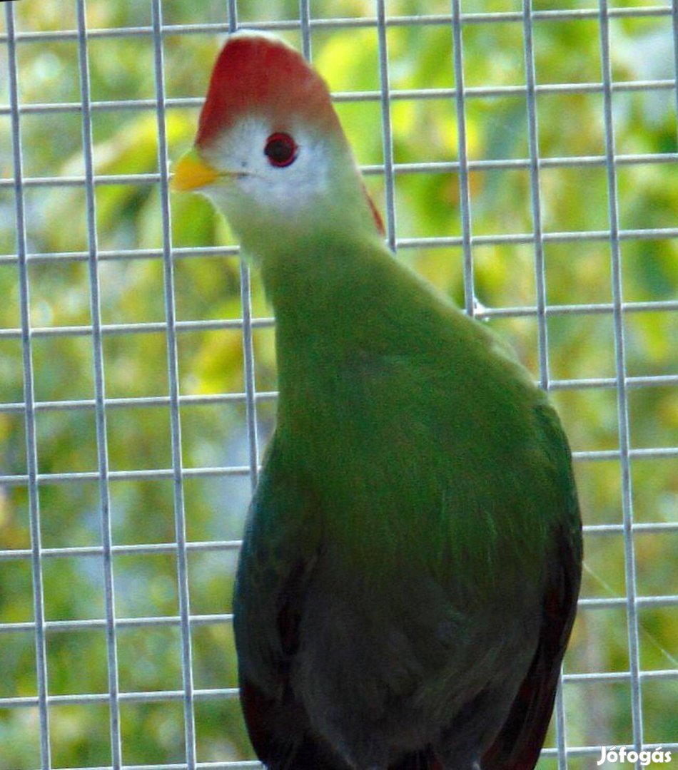 Vörösbóbitás turákó ( angolai turaco) eladó