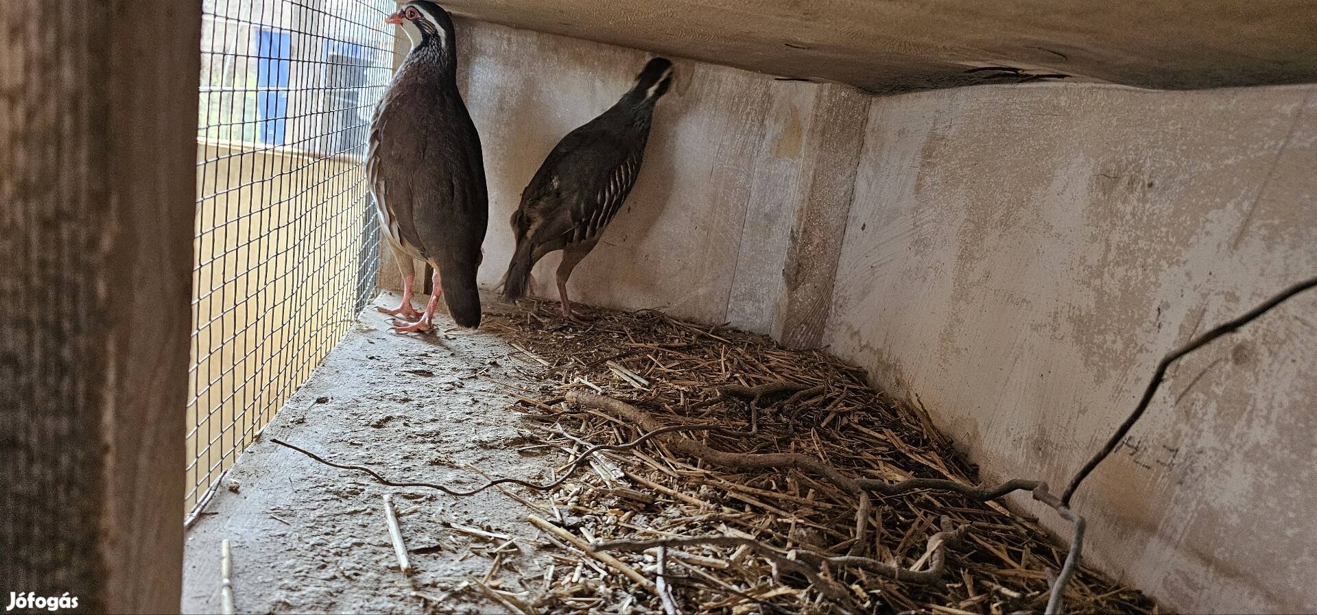 Vöröslábú fogoly pár