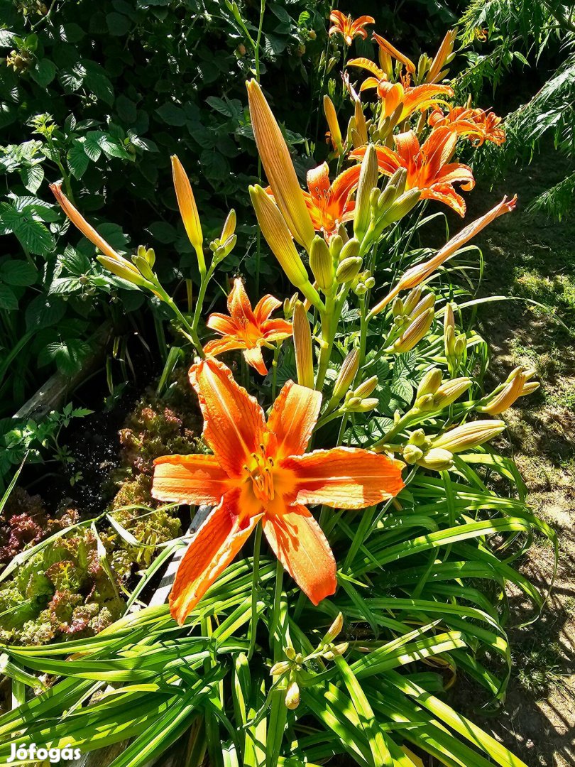 Vöröslő Sásliliom (Hemerocallis fulva) konténeres növények, Sás liliom