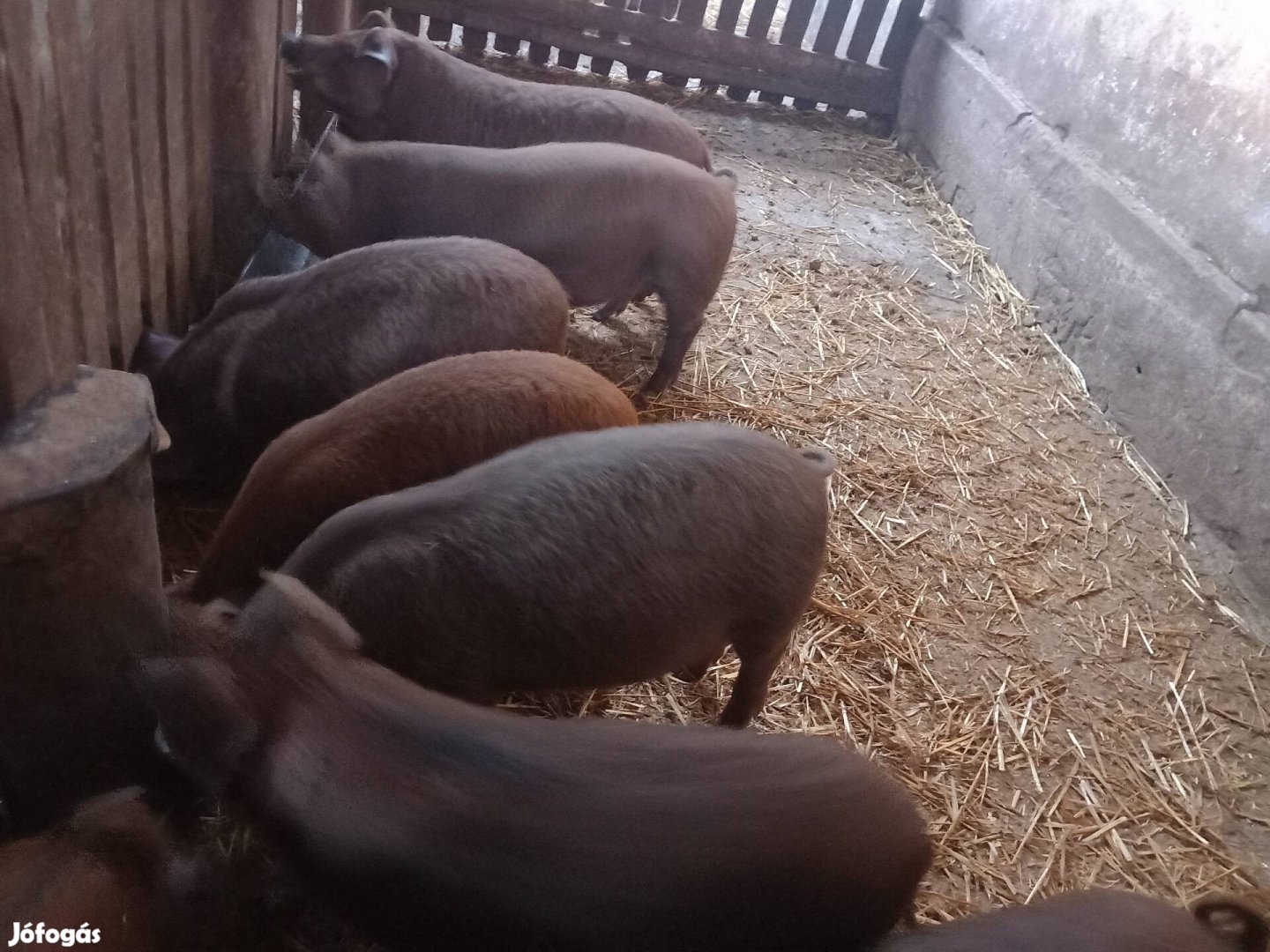 Vörösmangalica×duroc