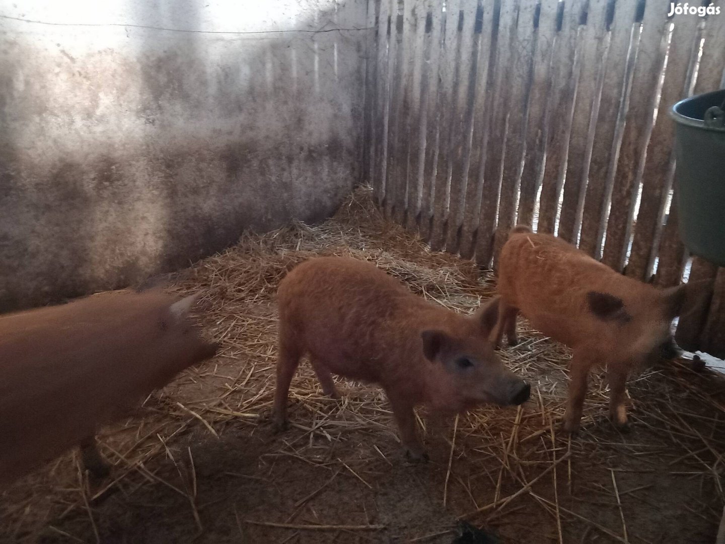 Vörösmangalica eladó 