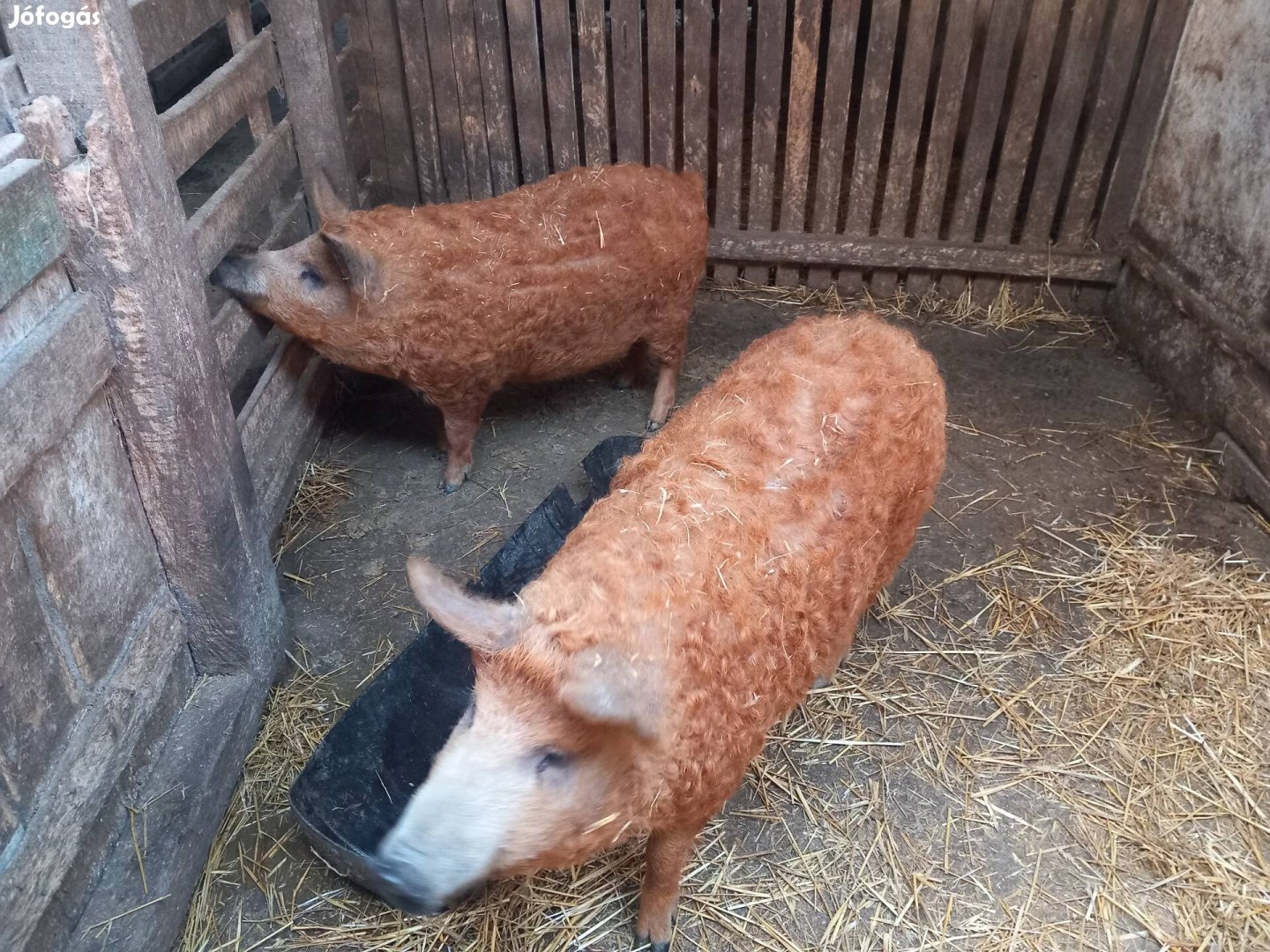 Vörösmangalica süldő 