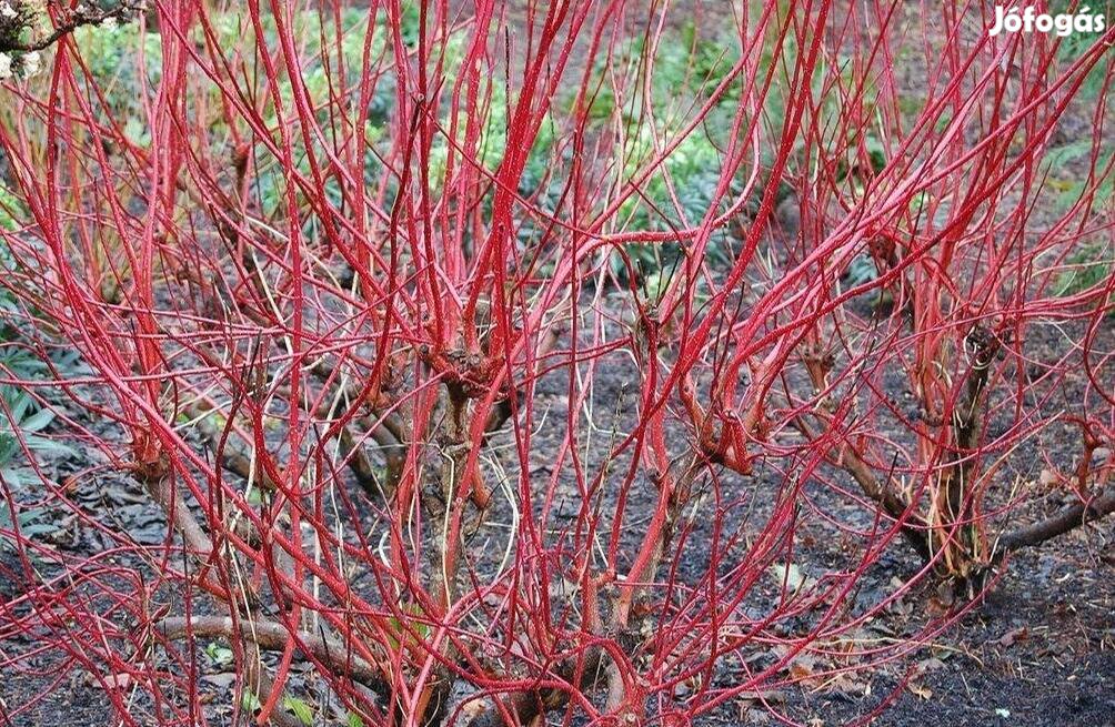 Vörösvesszejű som Cornus alba