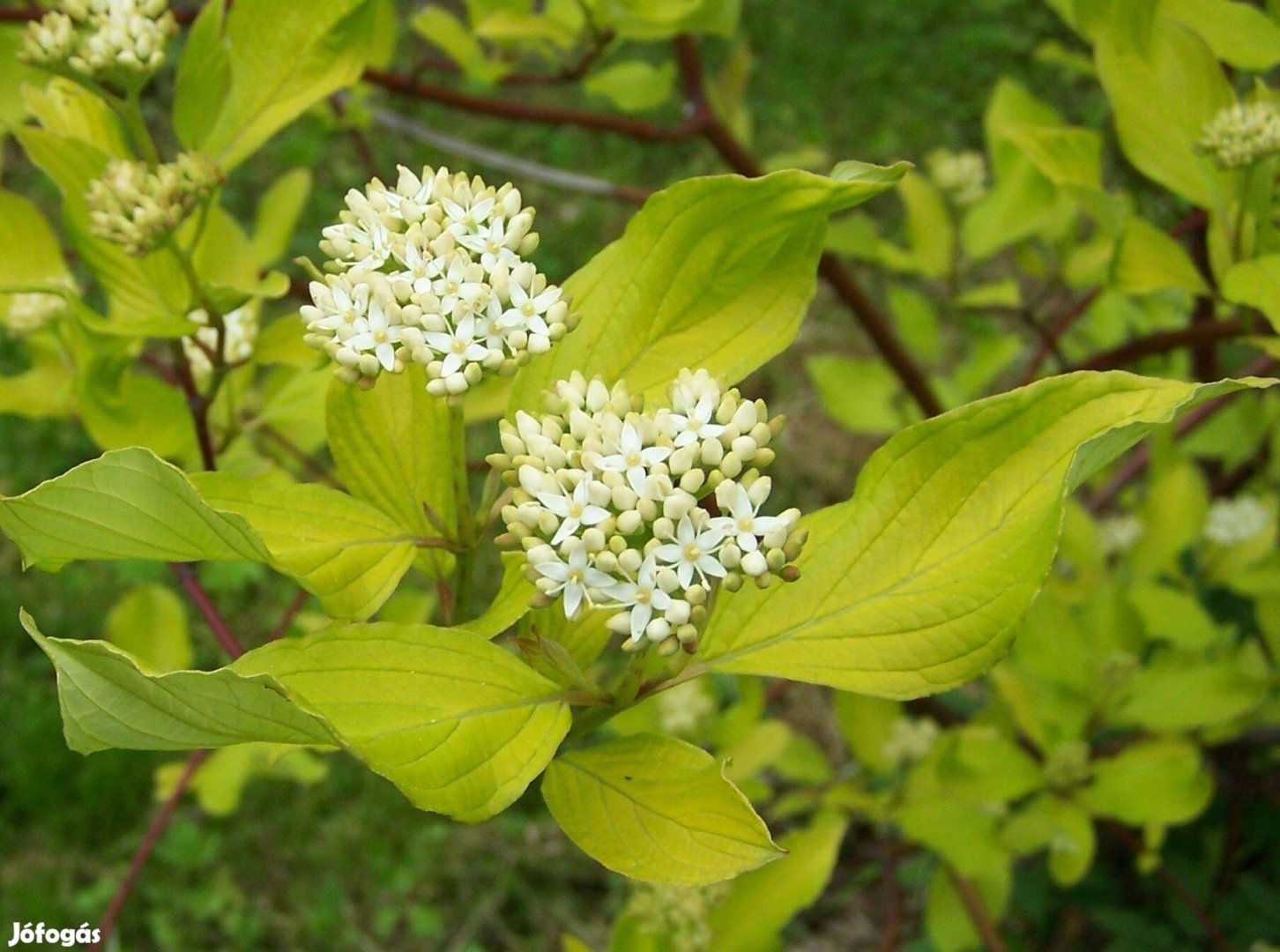 Vörösvesszejű som Cornus alba díszcserje