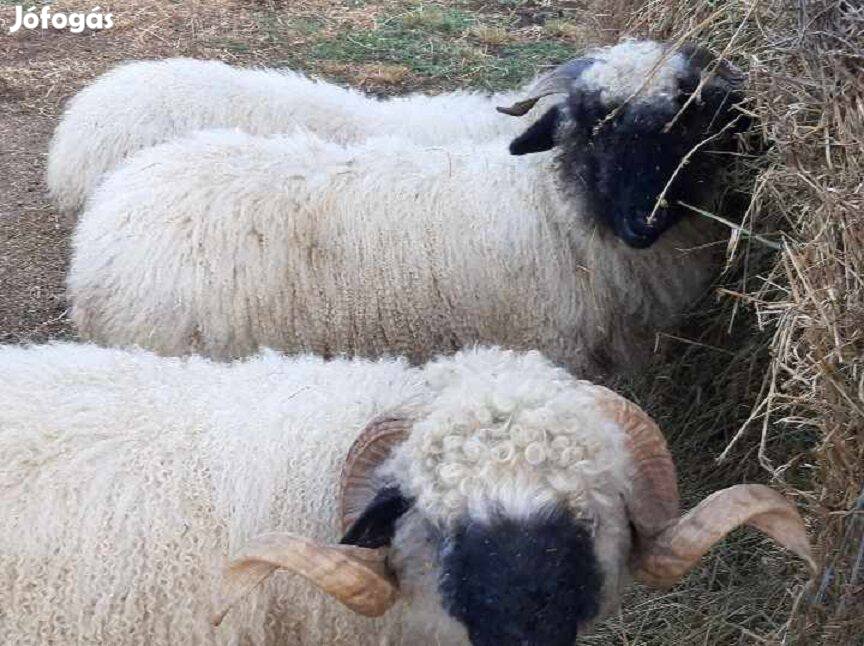 Wallisi trió eladó, 2 vemhes jerke +1 kos