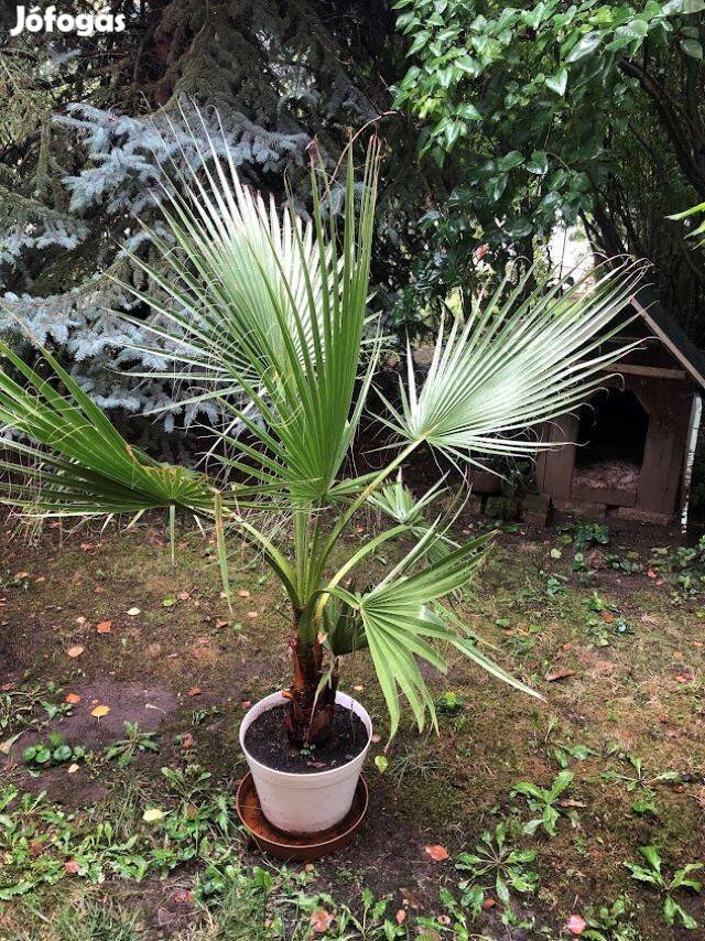 Washingtonia Filifera legyezőpálma