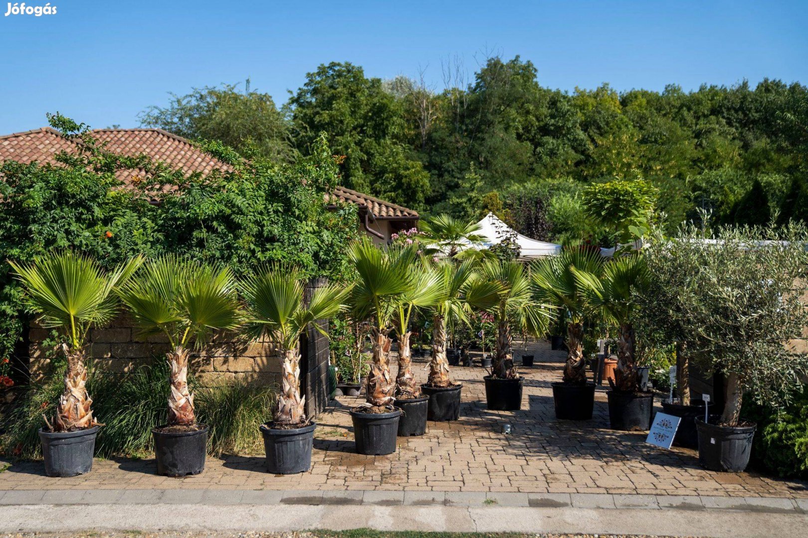 Washingtonia Robusta Pálma