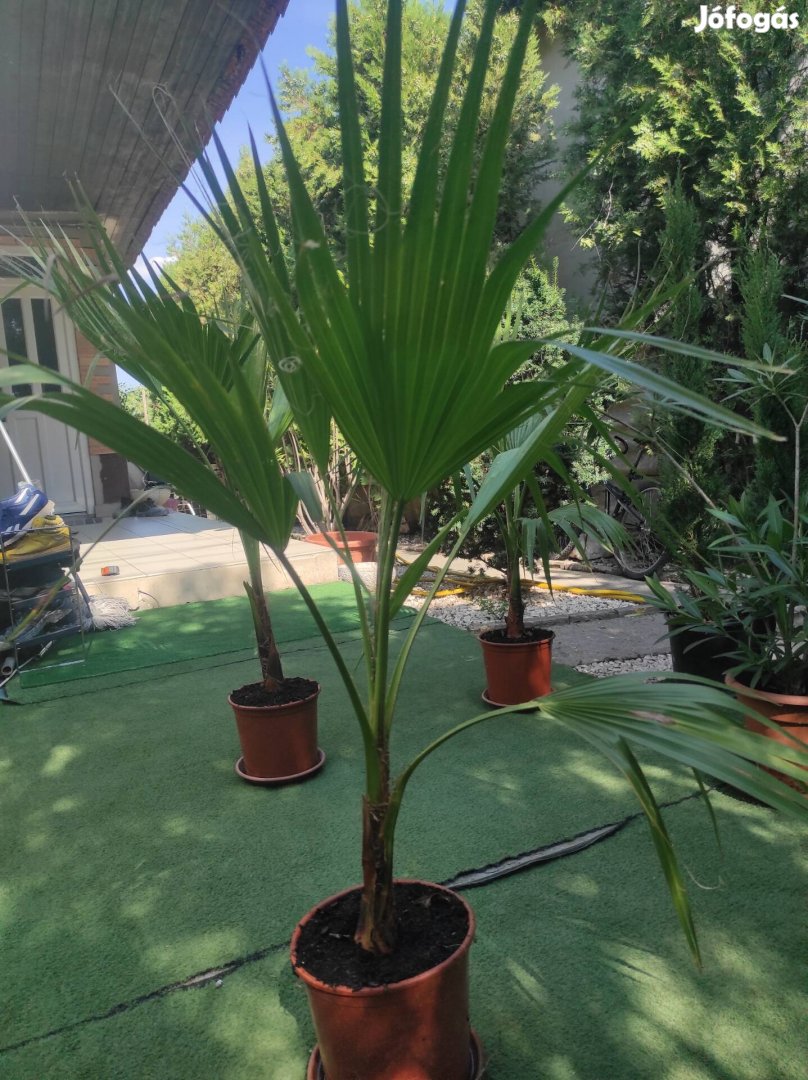 Washingtonia Robuszta pálmák 