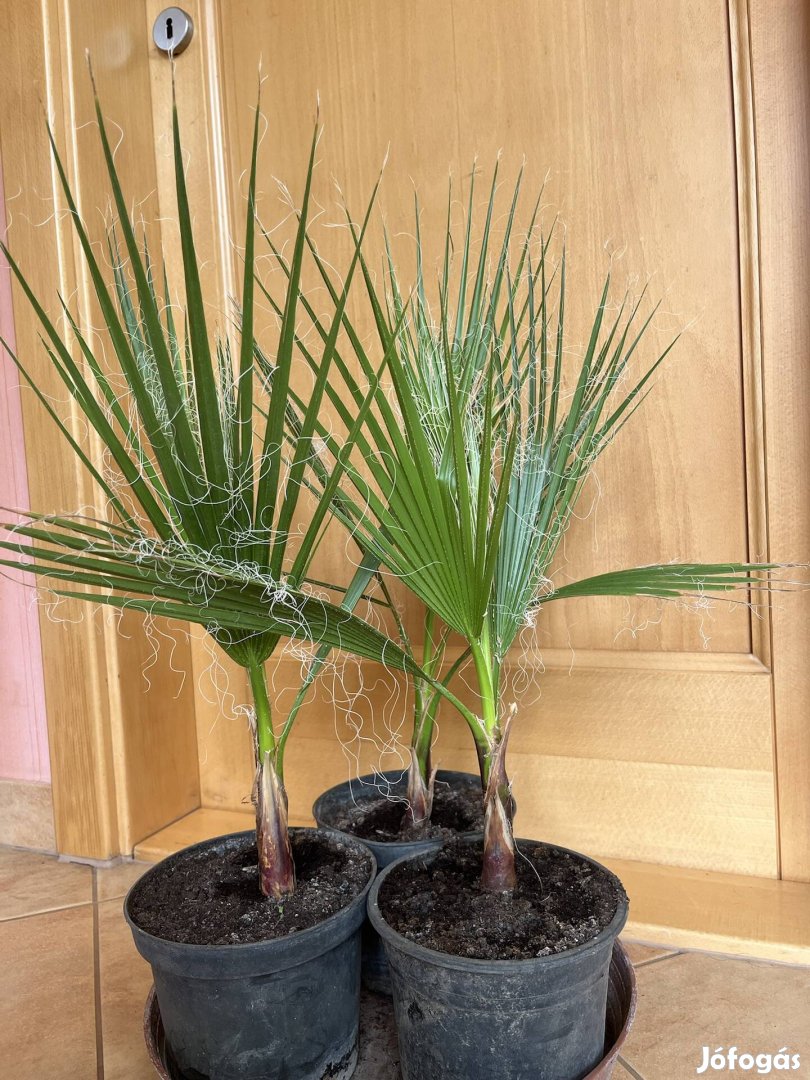 Washingtonia pálma