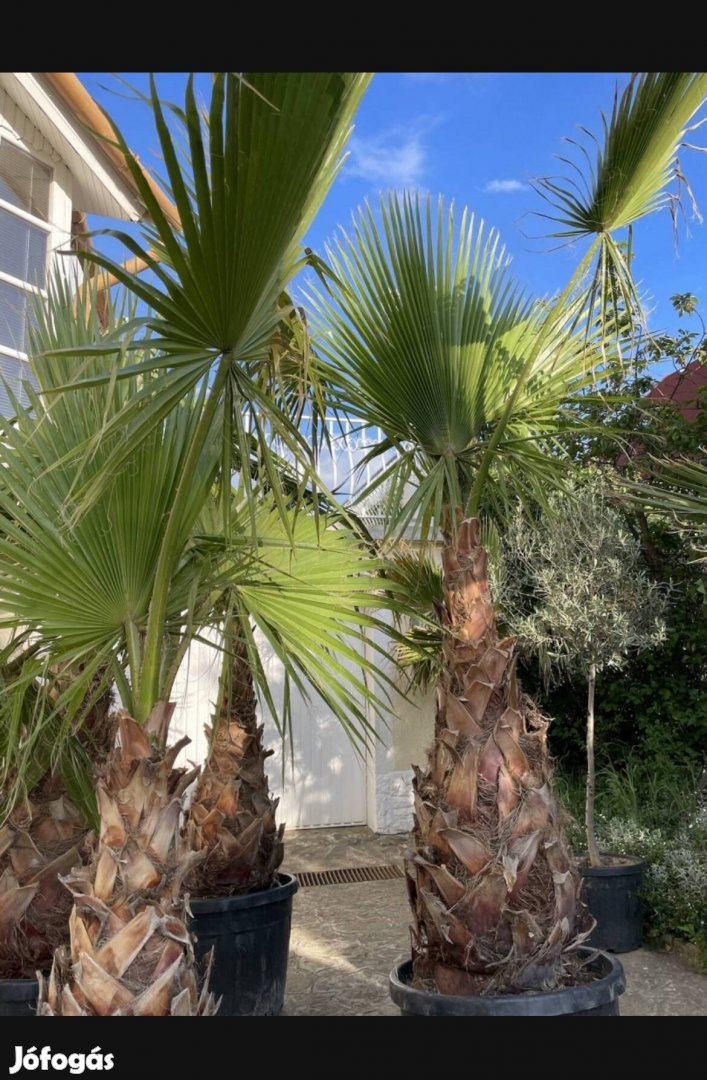 Washingtonia pálma, pálmafa mediterrán növény