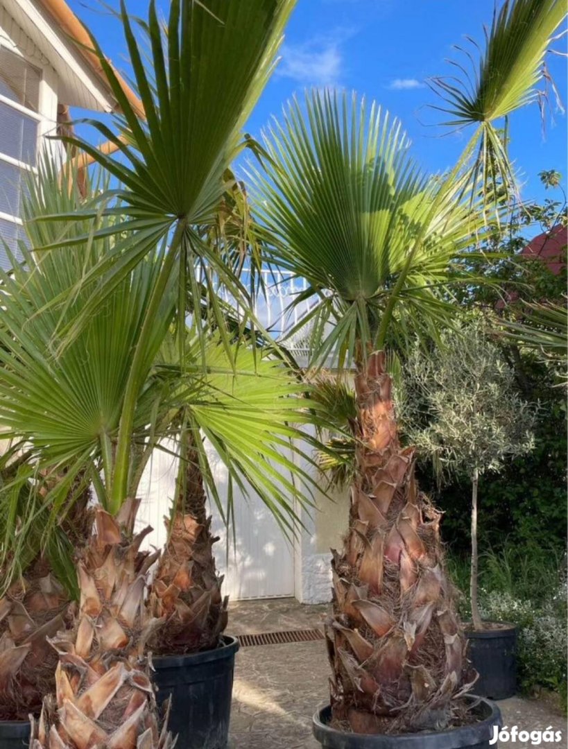 Washingtonia pálma robusta filifera pálmafa