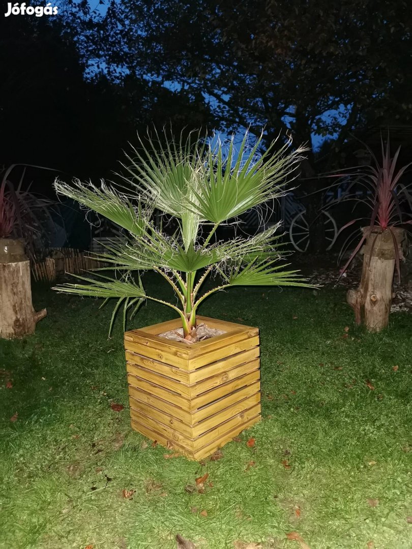 Washingtonia pálma szombathelyen