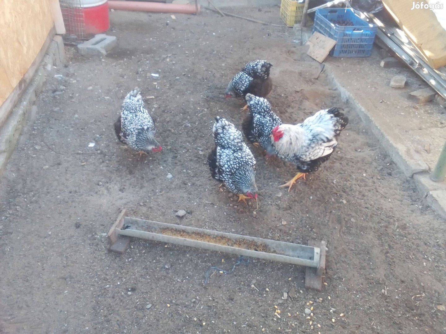 Wayandotte csapattól keltetni való tojás eladó