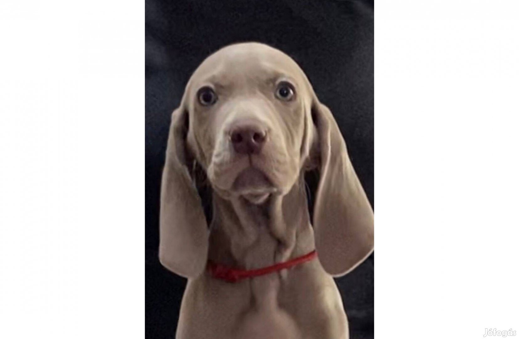 Weimári vizsla törzskönyves kiskutya