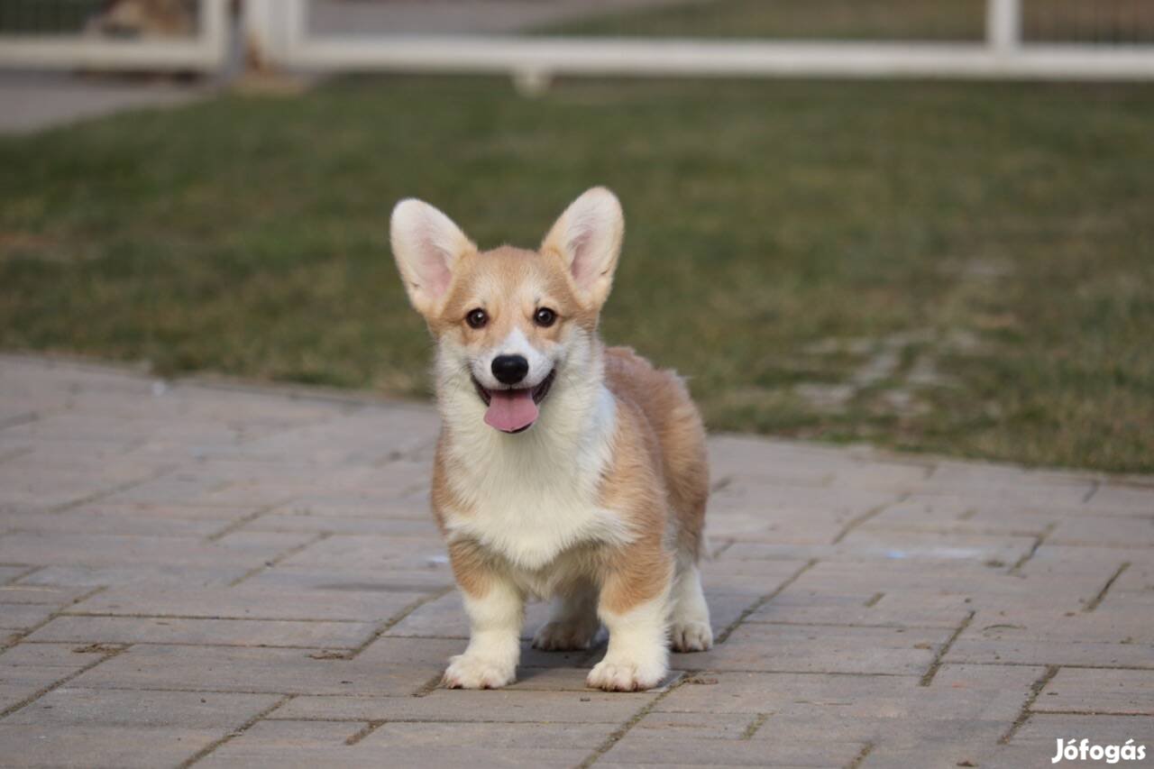 Welsh Corgi Pembroke kisfiú törzskönyvvel