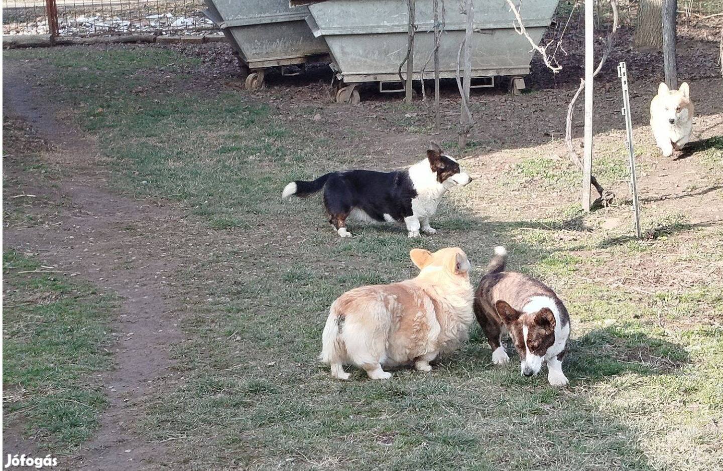 Welsh corgi 4db törzskönyvezett kutya áron alul eladó !