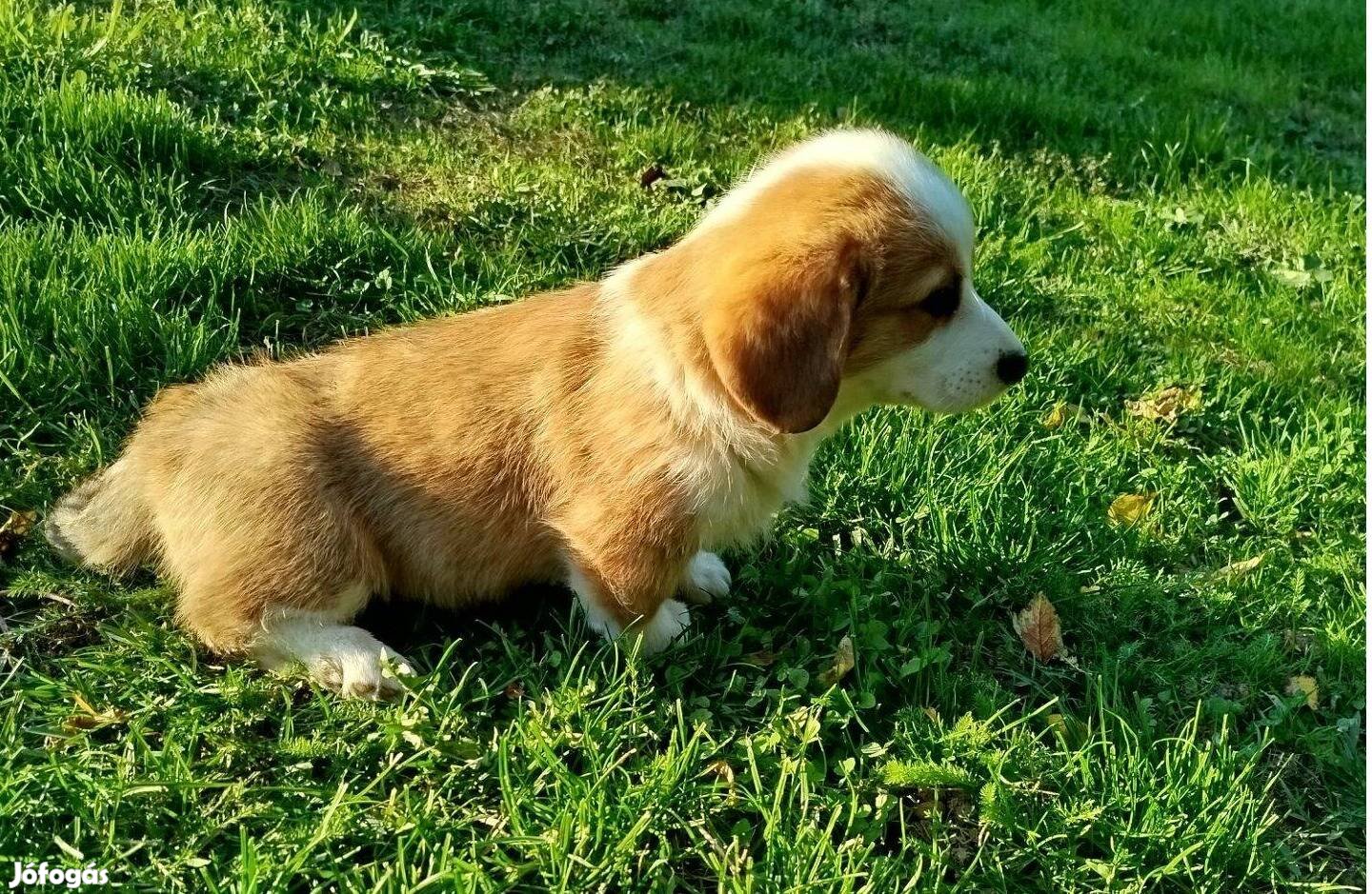 Welsh corgi kiskutya eladó !