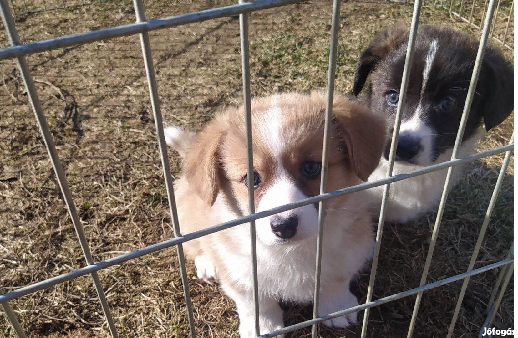 Welsh corgi kiskutyák, kölyökkutyák eladók