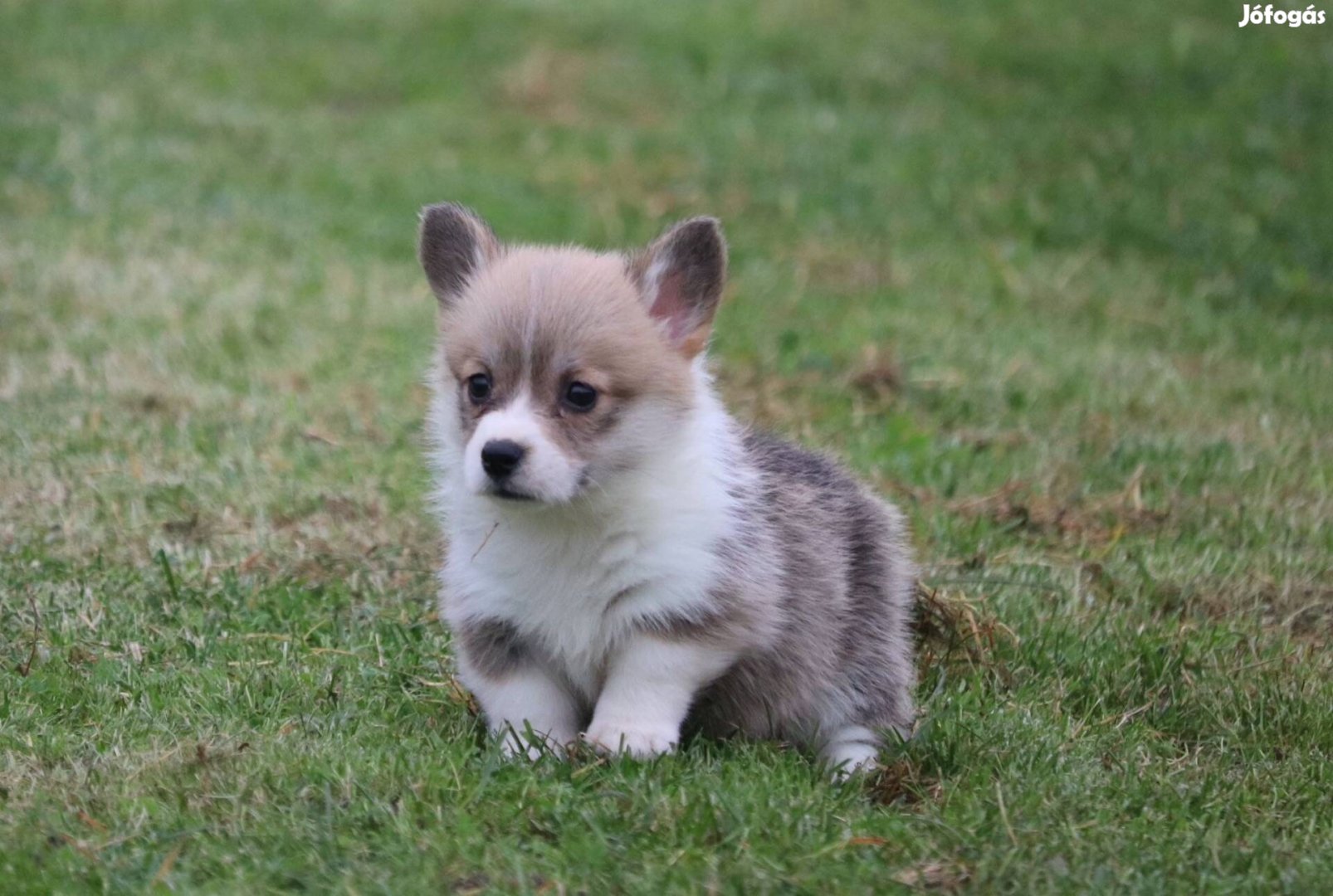 Welsh corgi kislány