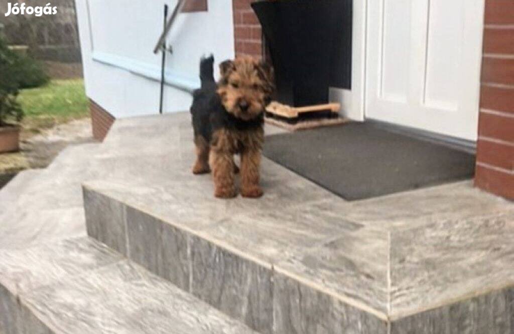 Welsh terrier fajtatiszta jellegű kiskutya,ingyen elvihető