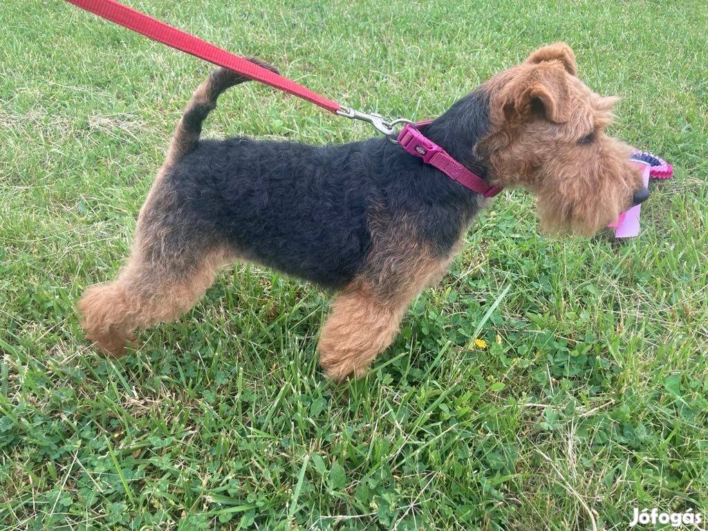 Welsh terrier kölykök