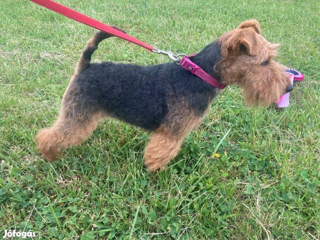 Welsh terrier kölyök