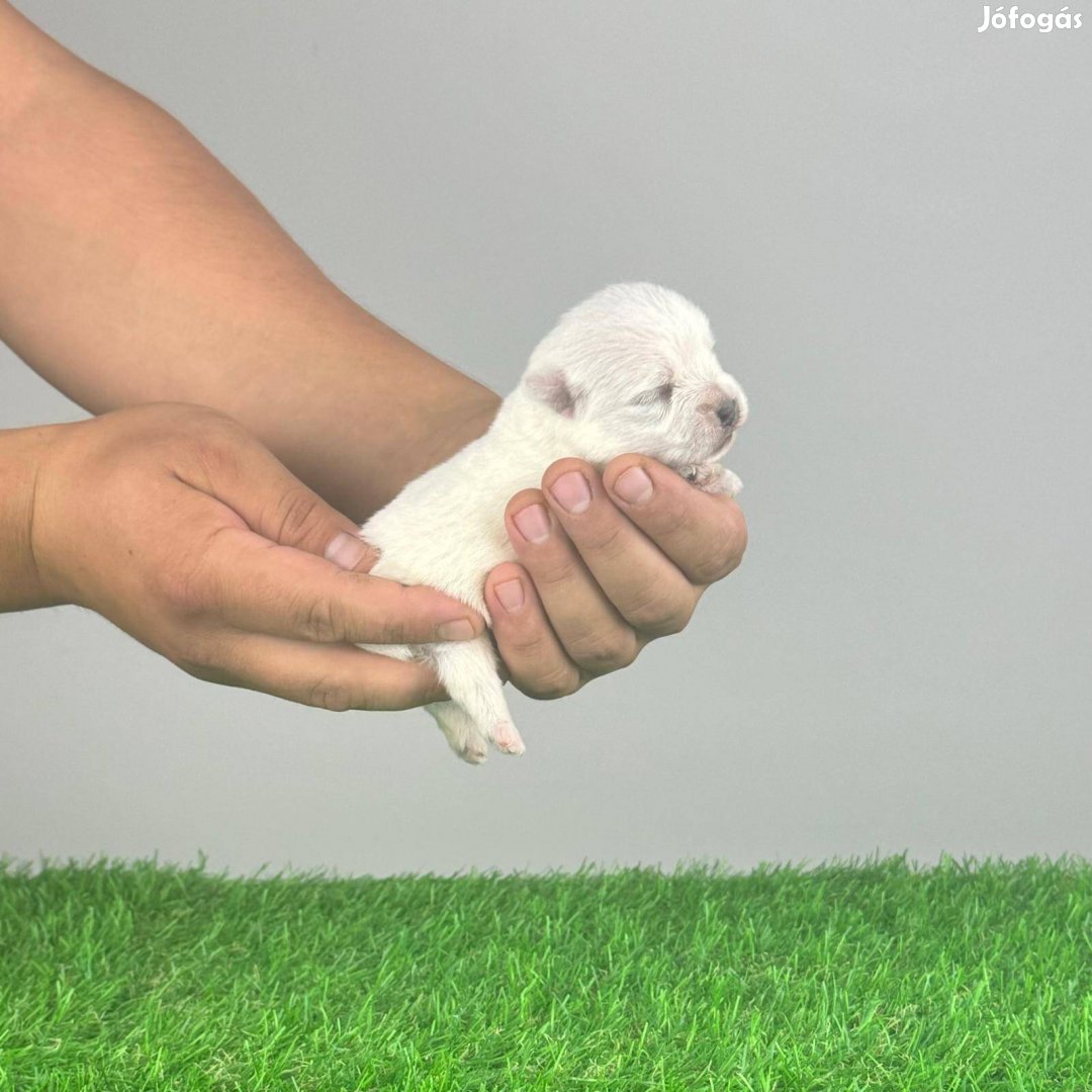 West Highland White Terrier Westie