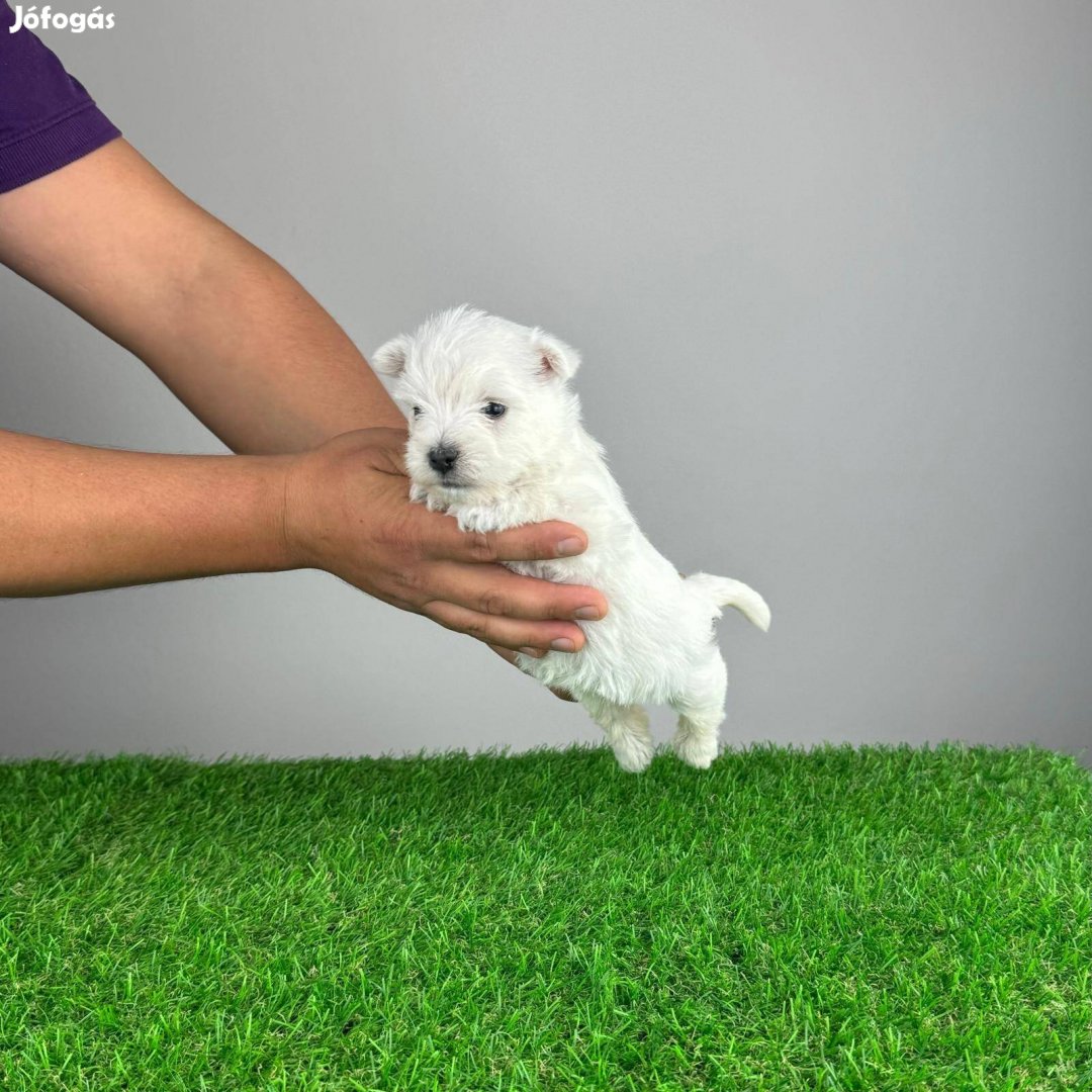 West Highland White Terrier Westie kiskutya