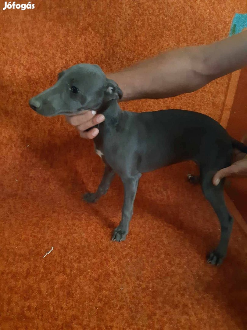 Whippet jellegű kiskutya