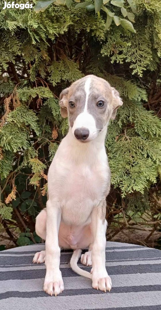 Whippet kölykök