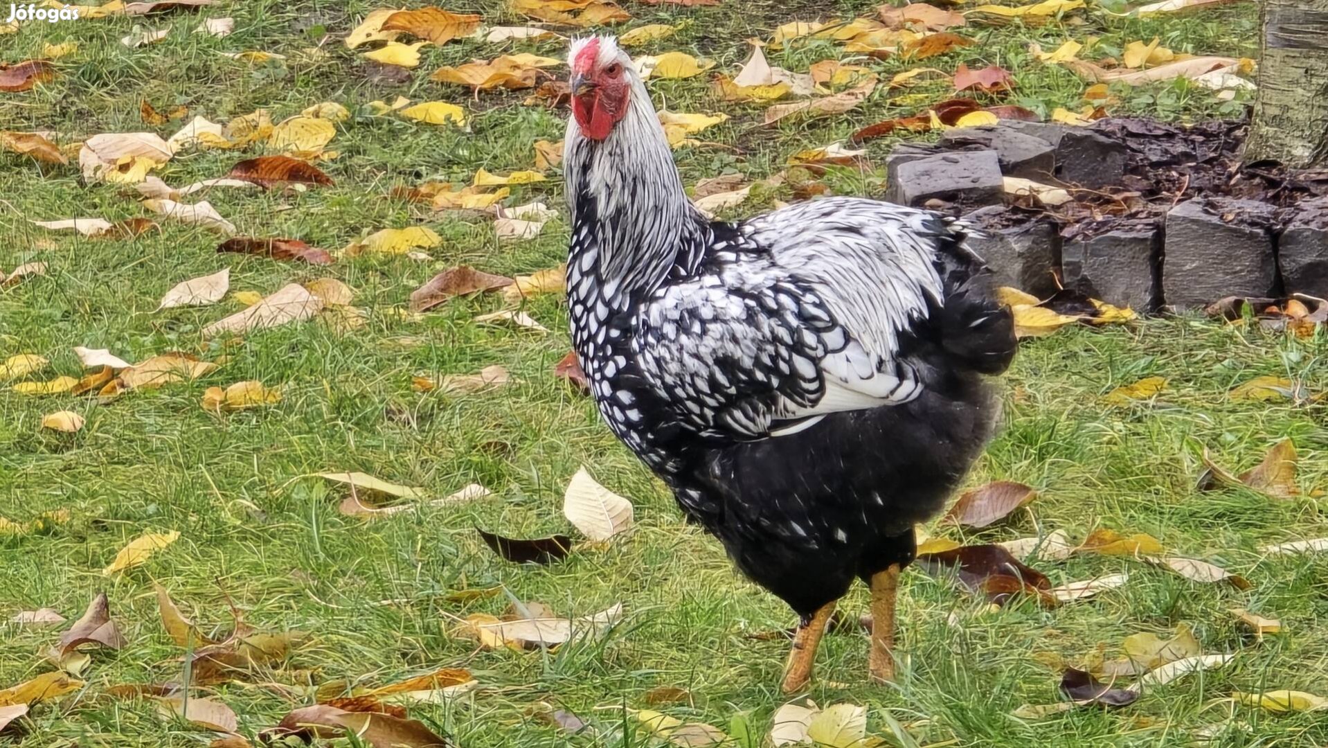 Wyandotten tojás keltetésre Zsámbékról gurulna