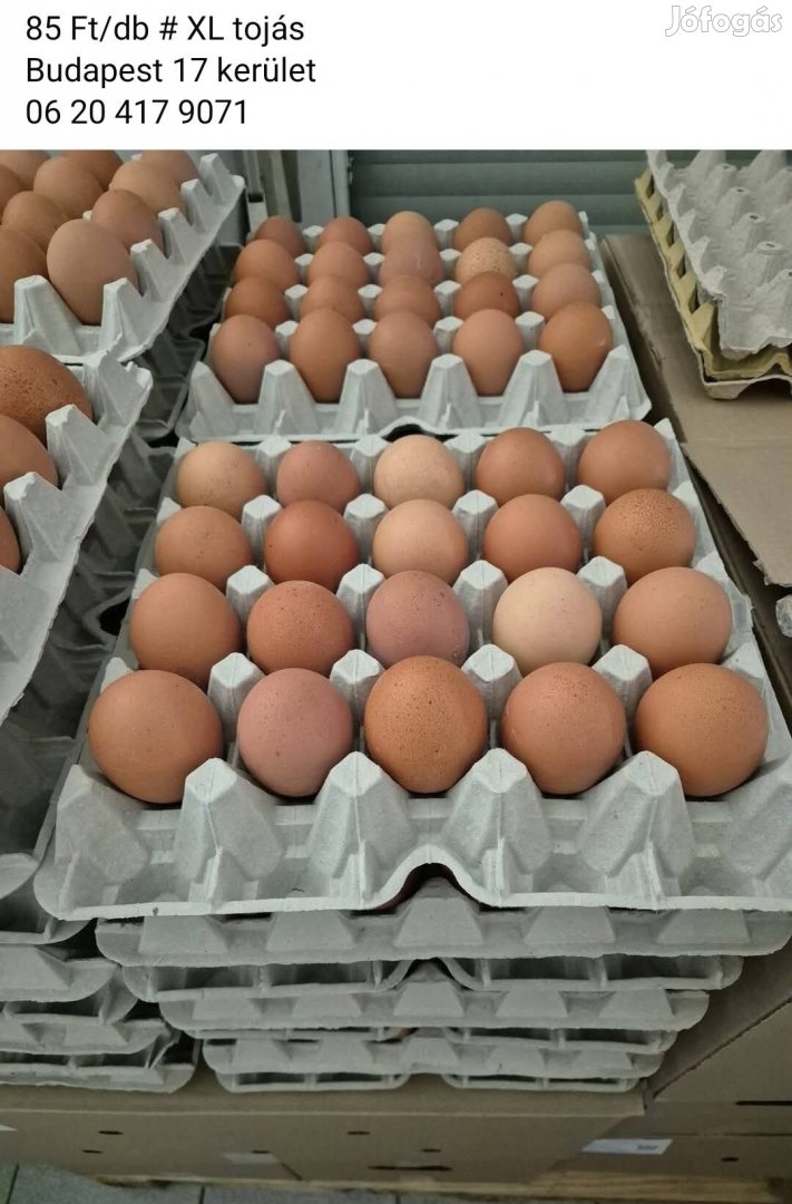 XL étkezési tojás 