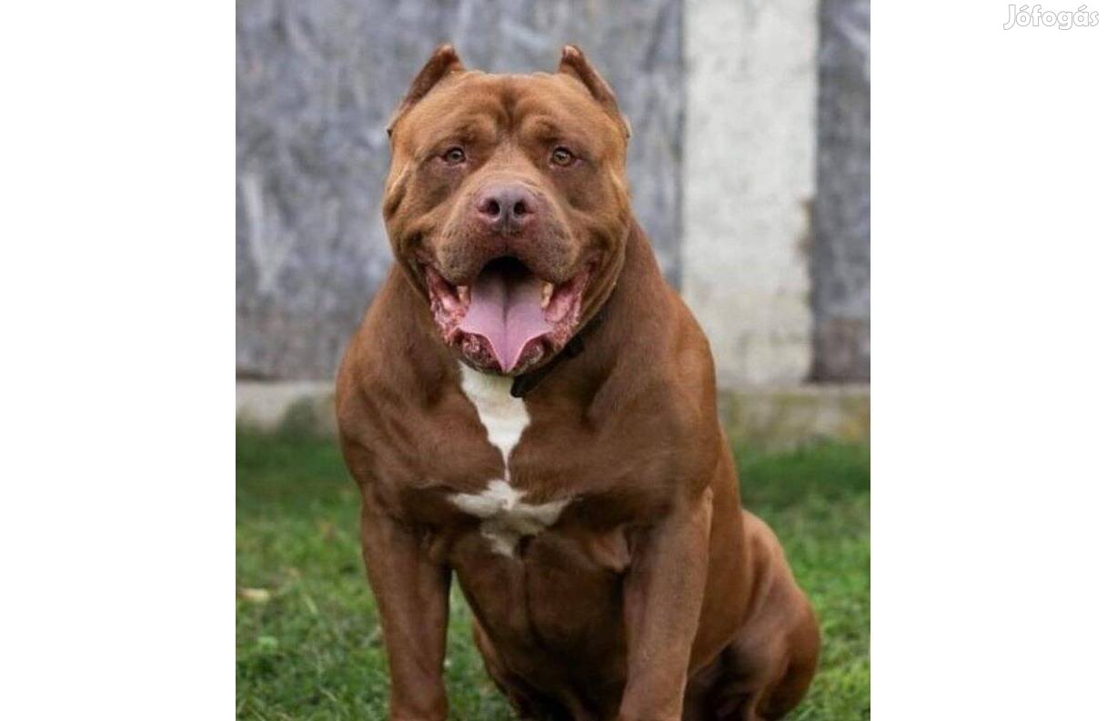 XXL pitbull kiskutyák