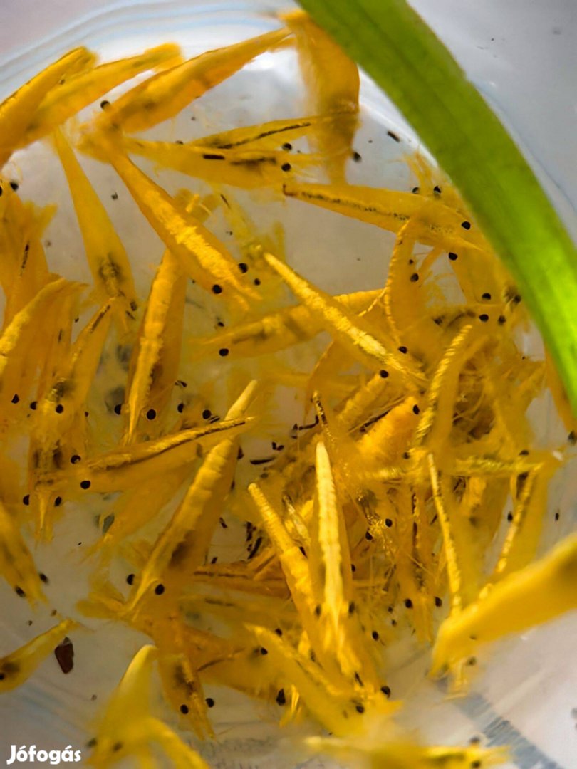 Yellow fire neon garnéla
